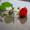 Candle for notice Teresa Camilla KING