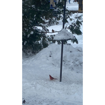 Tribute photo for CHRISTINE LAING