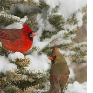 Notice Gallery for CHRISTINE LAING