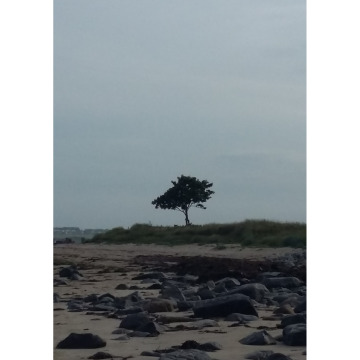 Notice Gallery for GEORGE HALTON