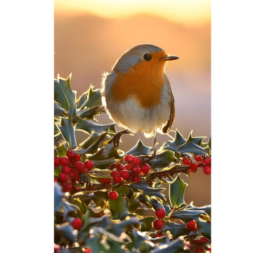 Photo for notice Doris PLANT