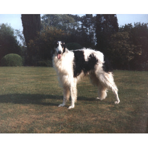 Photo of JULIE BERNARD STEVENS-SMITH