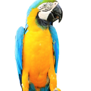 Photo for notice Lily GREEN