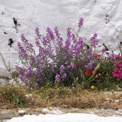 Notice Gallery for SCOBLE PAUL