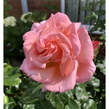 Notice Gallery for O NEILL Brenda nee Fitzsimmons