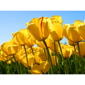 Photo of DR. PAUL MARTIN WALCZAK