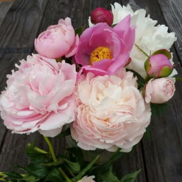 Photo for notice Patricia Bridget HARNETT