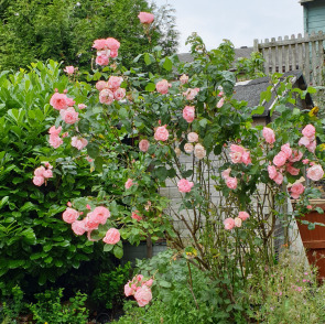 Photo of DAVID JOHN HENRY PERRY