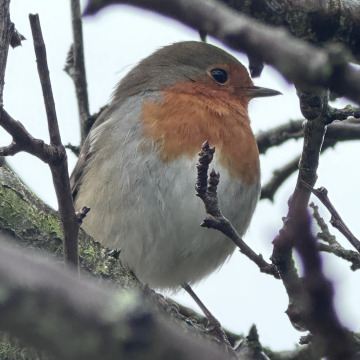 Notice Gallery for IAN ARROWSMITH