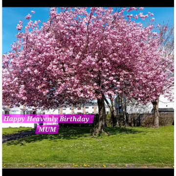 Notice Gallery for MAY DEVENNY