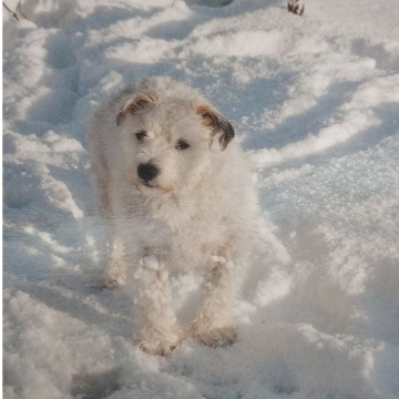 Photo for notice Margaret HARRISON