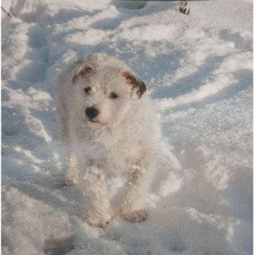 Photo for notice Margaret HARRISON