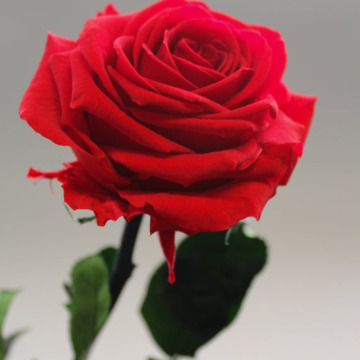 Notice Gallery for Marion FENWICK