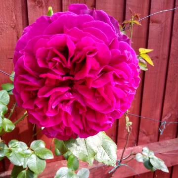 Photo of IVOR CLAUDE NICHOLLS