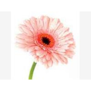 Notice Gallery for Amelia HARWOOD-LEE