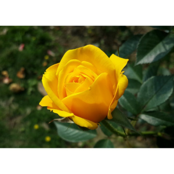 Notice Gallery for Vilma HORWOOD