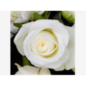Notice Gallery for Deborah Louise (Debbie) MARIS NEE ROBERTS