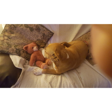 Photo for notice Sheila FENTON