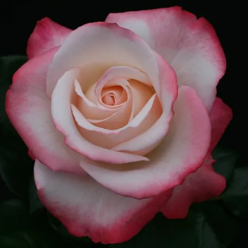 Photo for notice Norma COLEMAN