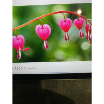 Photo for notice Andy Peter Dec DEXTER