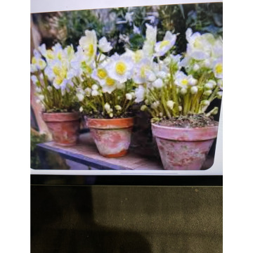 Photo for notice Andy Peter Dec DEXTER