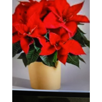 Photo for notice Andy Peter Dec DEXTER