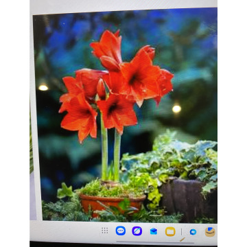 Photo for notice Andy Peter Dec DEXTER