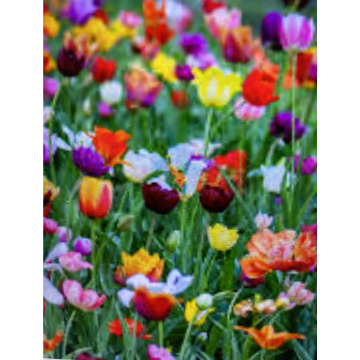 Photo for notice Andy Peter Dec DEXTER