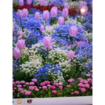 Photo for notice Andy Peter Dec DEXTER