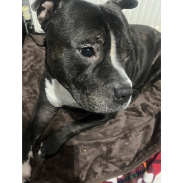 Photo for notice Dorothy Olive Dot PUGH