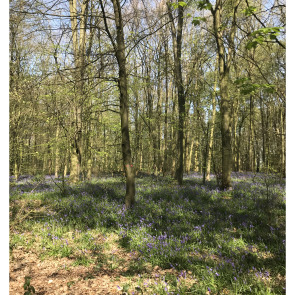 Notice Gallery for Cynthia CLAYTON