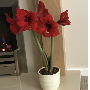 Notice Gallery for Cynthia CLAYTON