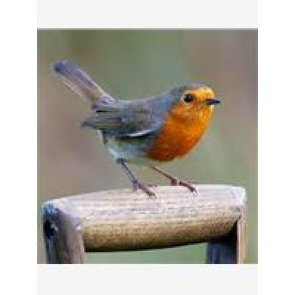 Photo of Kenneth HIELDS