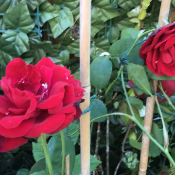 Notice Gallery for Rita STEWART