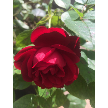 Photo for notice Rita STEWART