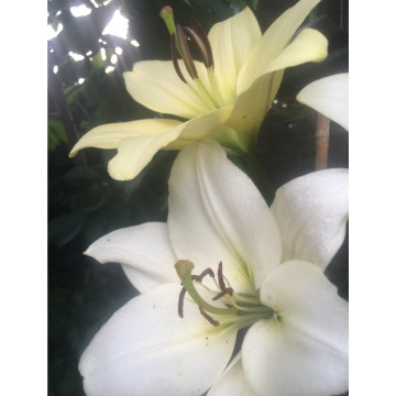 Photo for notice Rita STEWART