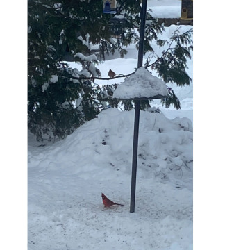 Tribute photo for David LAING