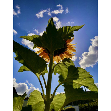 Photo for notice Anthony CHITTOCK