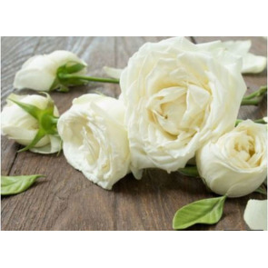 Photo of David STEELS