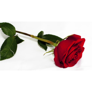 Photo of Mannion RITA