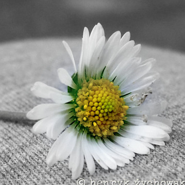 Photo of Patricia SOWA