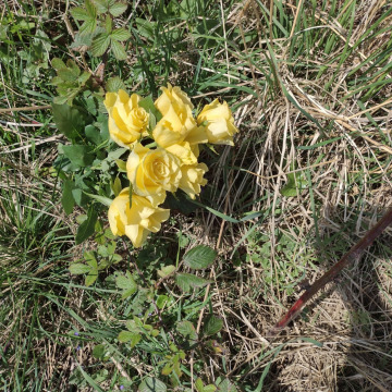 Notice Gallery for James Smith FALCONER