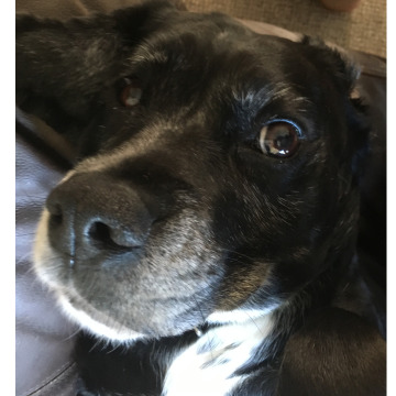 Notice Gallery for Albert HOARE