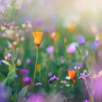 Photo for notice Peggy Doreen DUNN