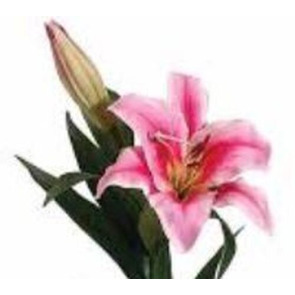 Photo of Carole Ann JUKES