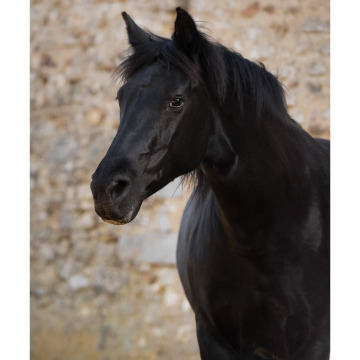 Notice Gallery for Dennis WEST