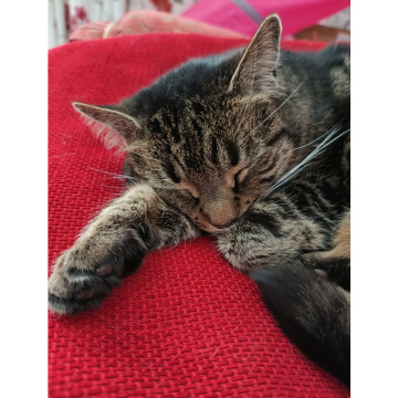 Notice Gallery for John McCORMICK