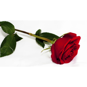 Photo of Rita MANNION