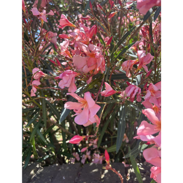 Photo for notice Lindsay Ann JONES