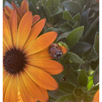 Notice Gallery for Mary DAWSON (GREENSHIELDS)